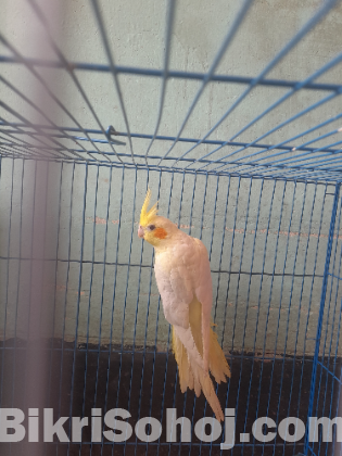 ককাটেল এডাল্ট মেল